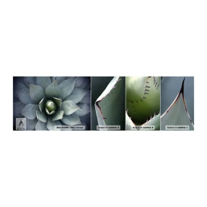 Fototapet Prov Standard Eco - Lockar och varnar - Agave blomma, Agave, Exotism - 100x30 cm