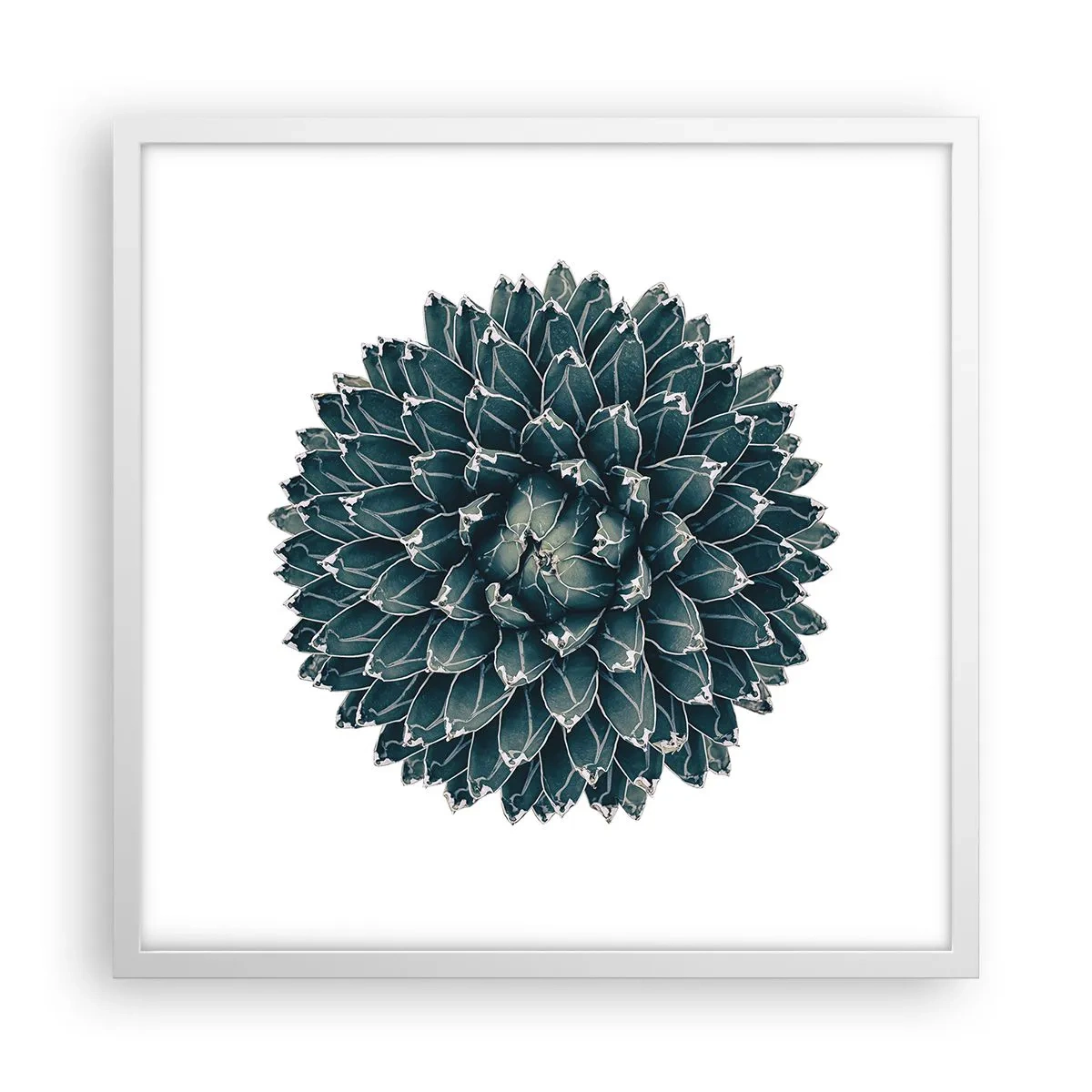 Affisch i vit ram - Öknens stjärna - 50x50 cm