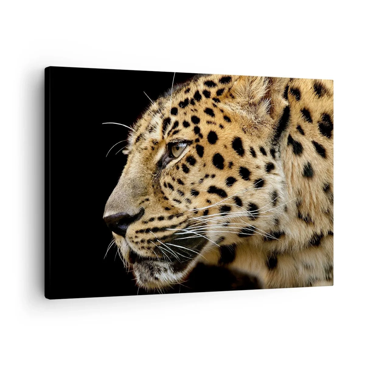 Canvastavla - Bild på duk - Närbild av en leopards huvud mot en svart bakgrund - 70x50cm - Lugn, fokuserad, redo - Modern väggdekoration för vardagsrum och sovrum ARTTOR