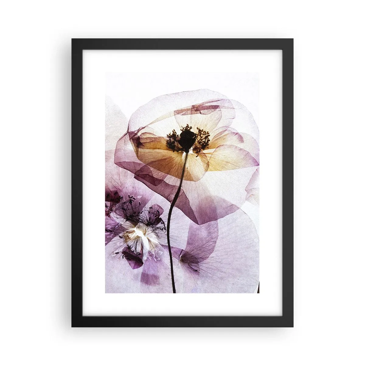 Affisch i svart ram - Blommornas transparenta kroppar - 30x40 cm