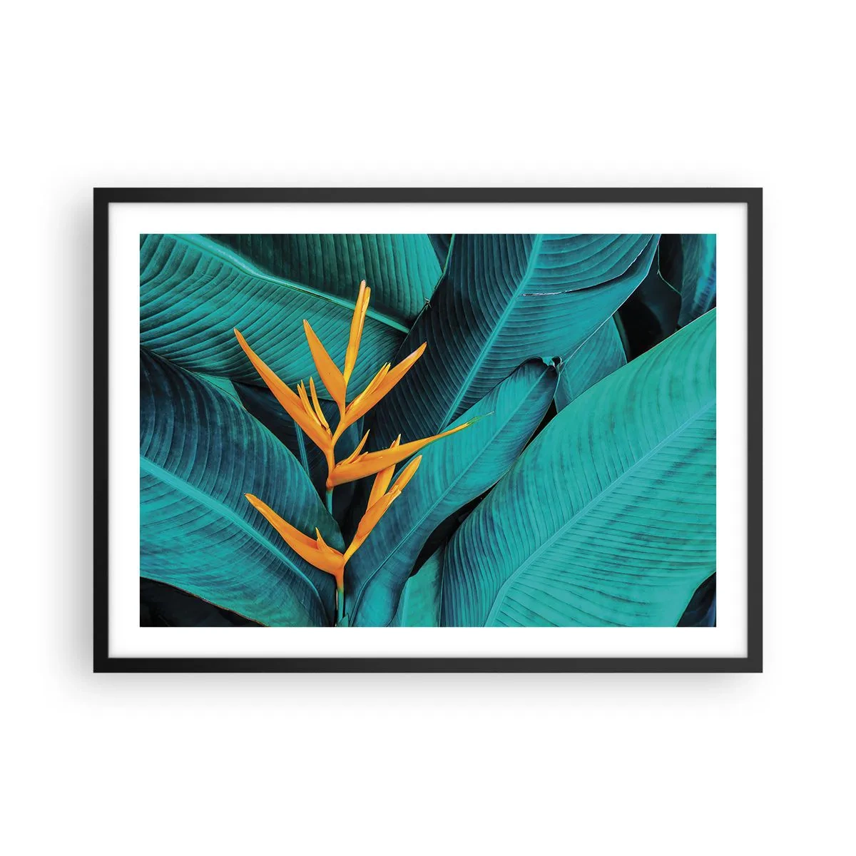 Affisch i svart ram - Edens blomma - 70x50 cm