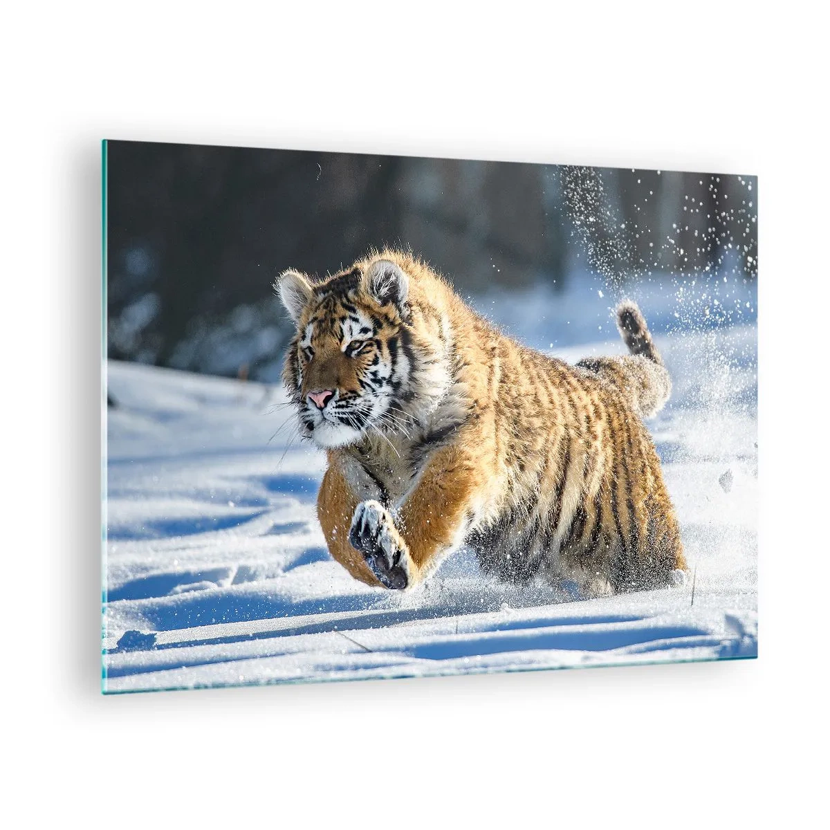 Glastavla - Bild på glas - En sibirisk tiger springer genom snön i ett vinterlandskap. - 70x50cm - Sibiriska tajgans gud - Modern väggdekoration för vardagsrum och sovrum ARTTOR