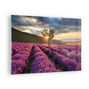 Glastavla - Bild på glas - Ett lavendelfält med ett ensamt träd i den nedgående solens strålar - 70x50cm - Arom i lila färg - Modern väggdekoration för vardagsrum och sovrum ARTTOR