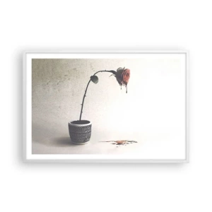 Affisch i vit ram - Rosa dolorosa - 91x61 cm