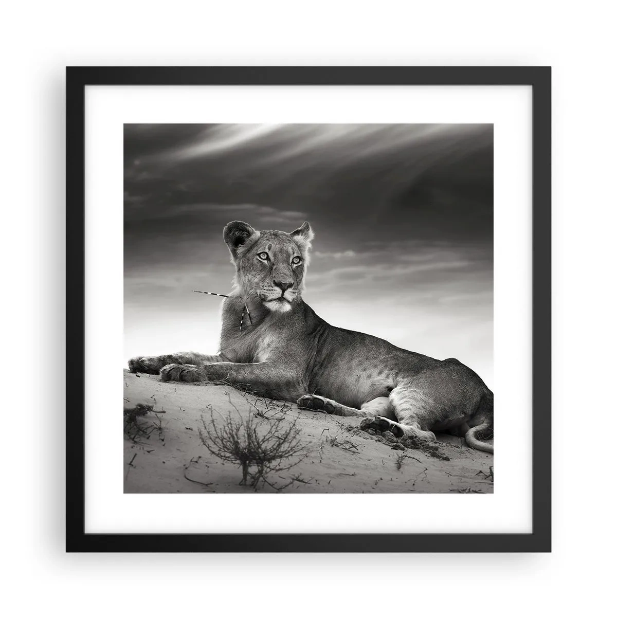 Affisch i svart ram - Öknens drottnings vila - 40x40 cm