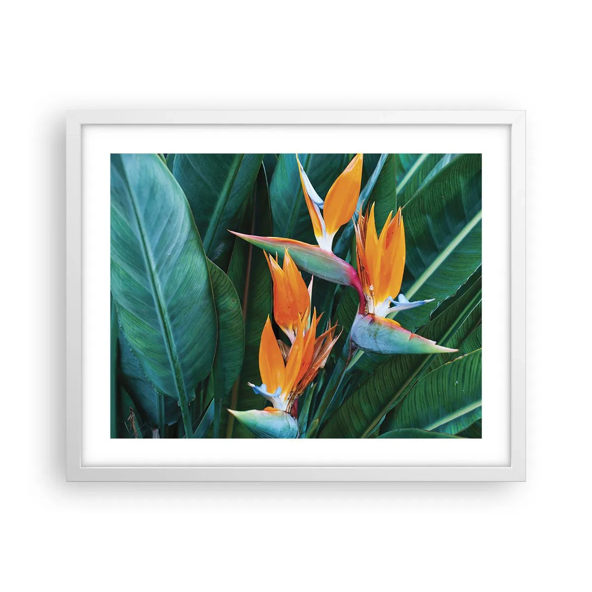 Affisch i vit ram - Är det en blomma, eller en fågel? - 50x40 cm