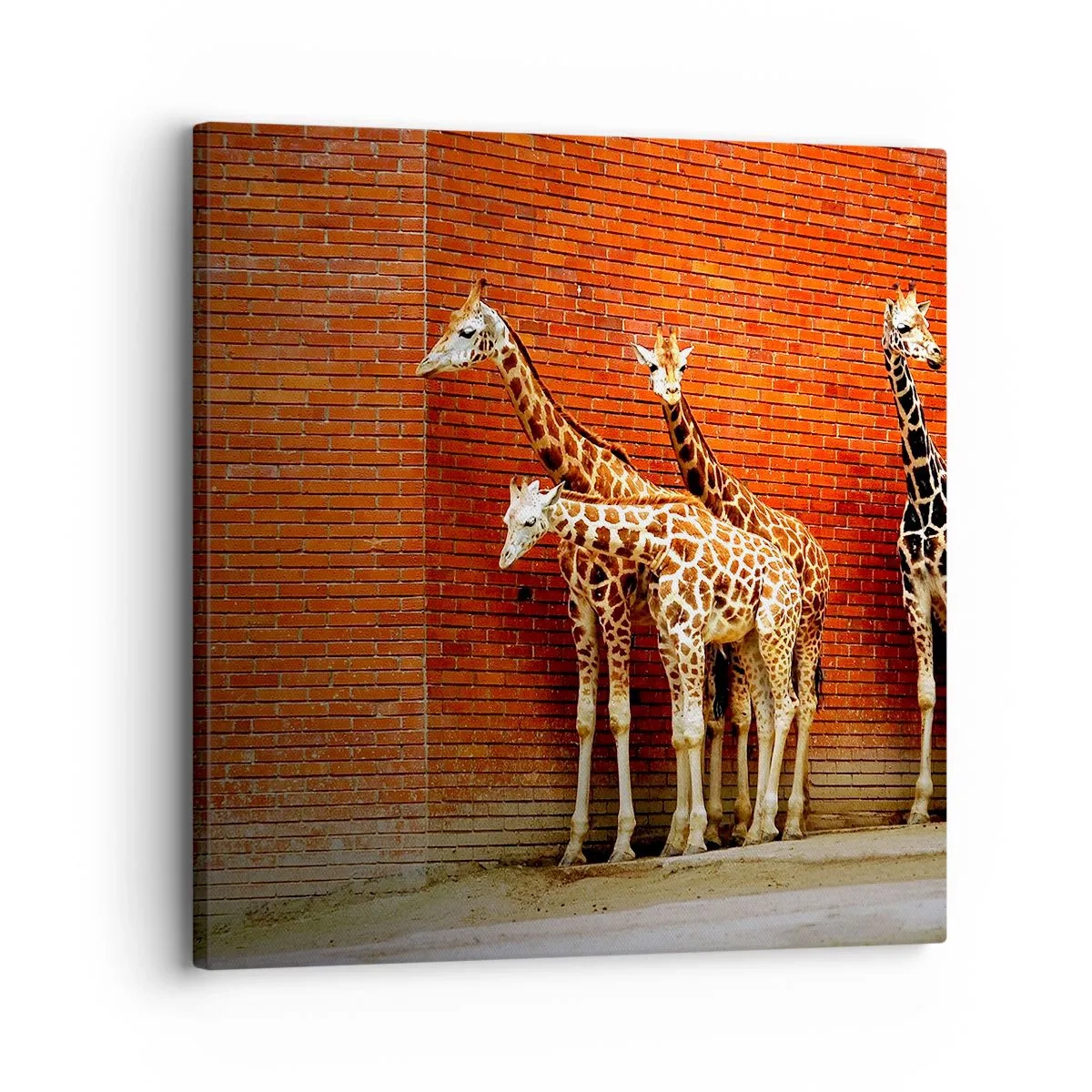 Canvastavla - Bild på duk - Ser ni någon akacia? - 30x30 cm