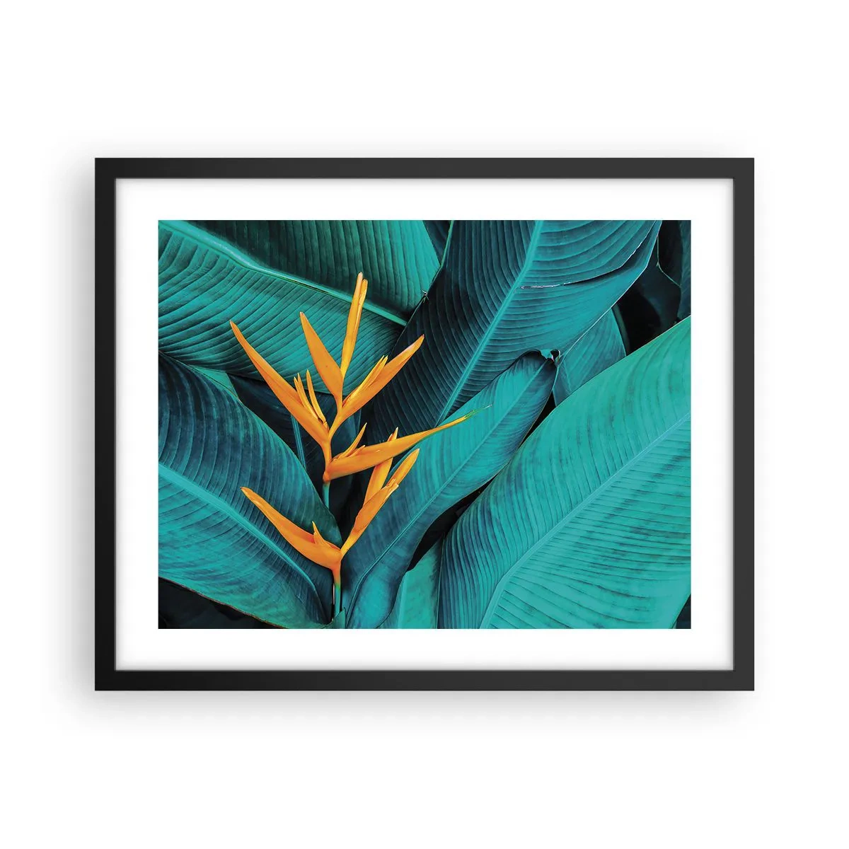 Affisch i svart ram - Edens blomma - 50x40 cm