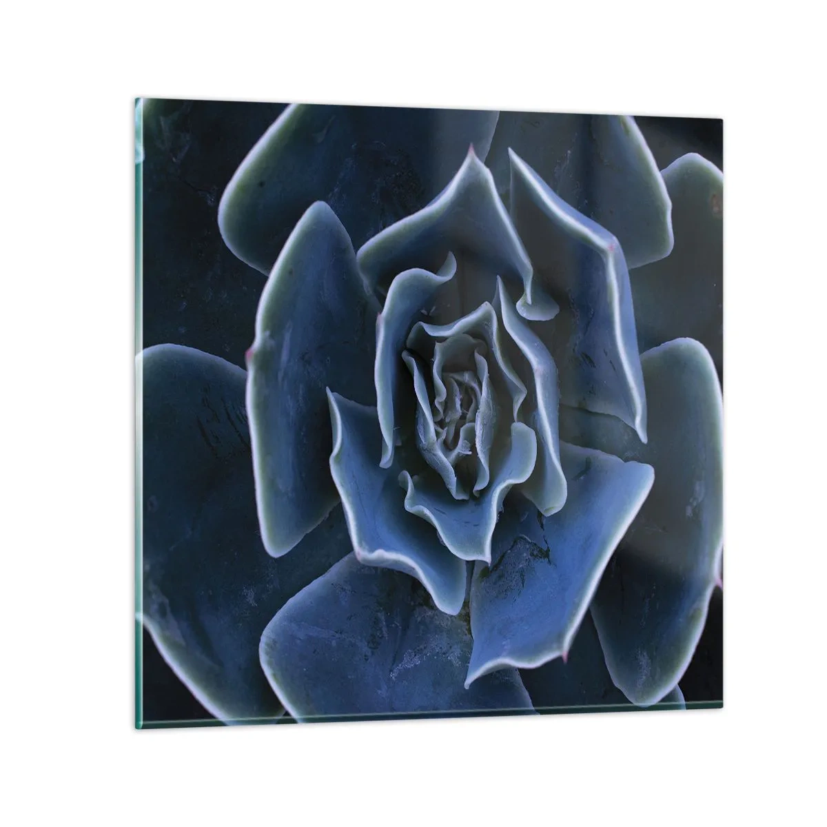 Glastavla - Bild på glas - Öknens blomma - 40x40 cm
