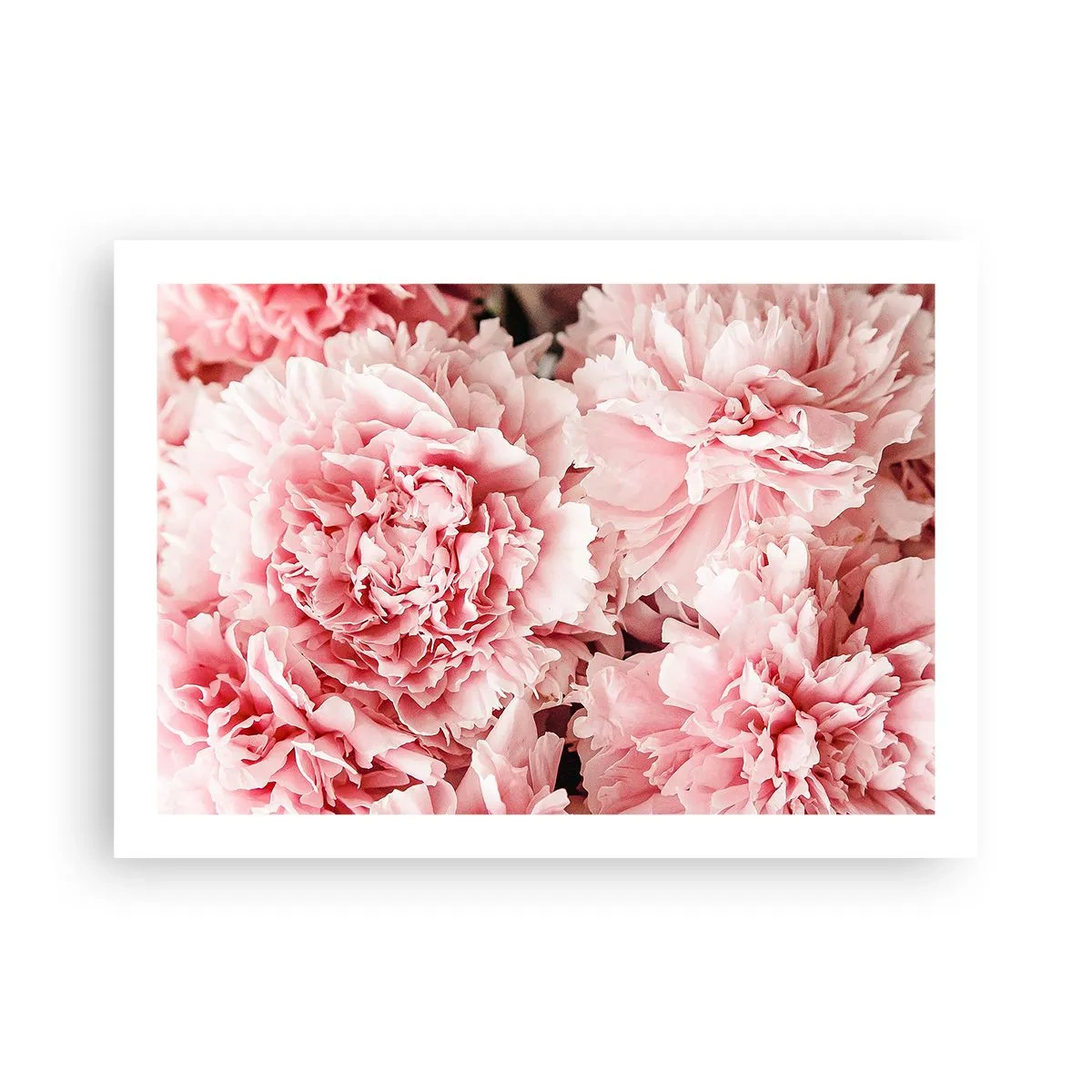 Affisch - Rosa dröm - 70x50 cm