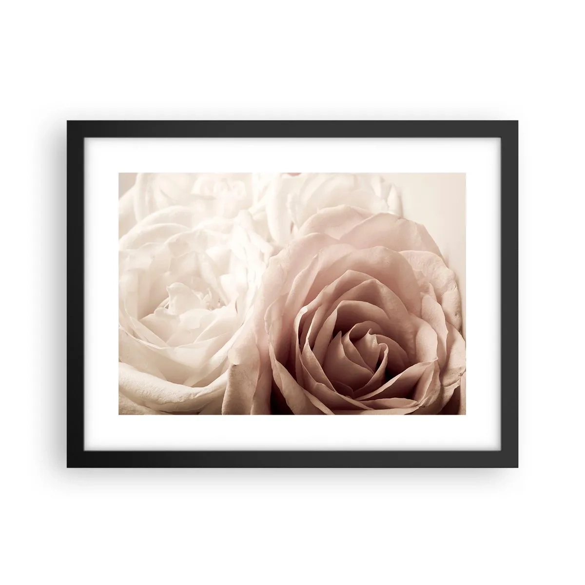 Affisch i svart ram - I hjärtat av en ros - 40x30 cm