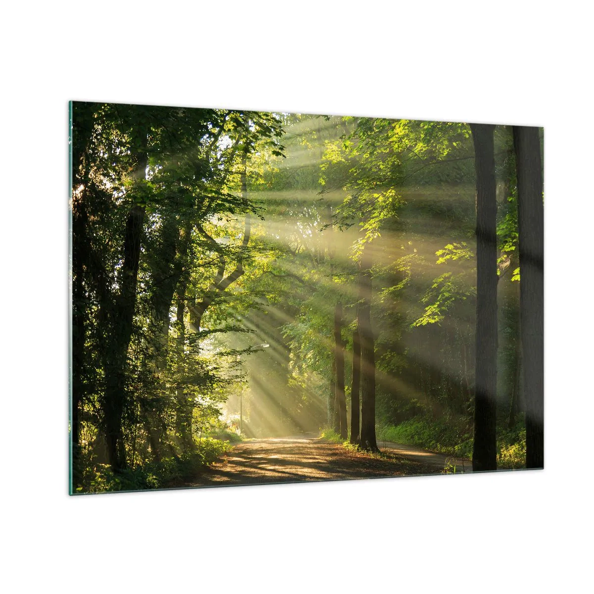 Glastavla - Bild på glas - En stund i skogen - 100x70 cm
