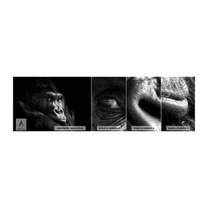 Provbit av självhäftande fototapet Deluxe Sticker - Varför glor du? - Apa, Gorilla, Djur - 100x30 cm