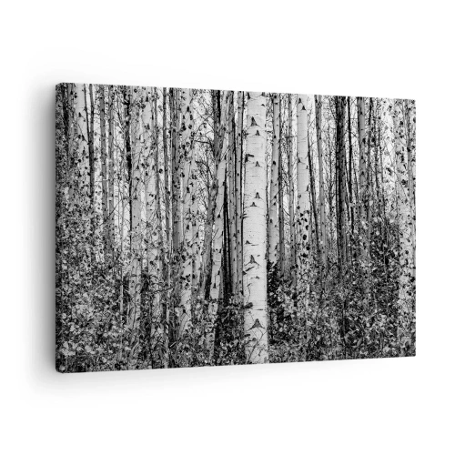Canvastavla - Bild på duk - Svartvita björkar i skogen - 70x50cm - Björkpelargång - Modern väggdekoration för vardagsrum och sovrum ARTTOR