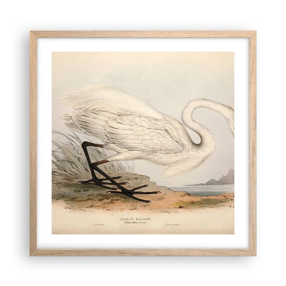 Affisch i ram av ljusek - En dam i vassen - 50x50 cm