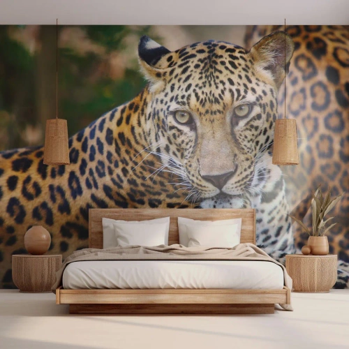 Självhäftande Fototapet Deluxe Sticker - Vild och lugn - Djur, leopard, Afrika - 450x315 cm