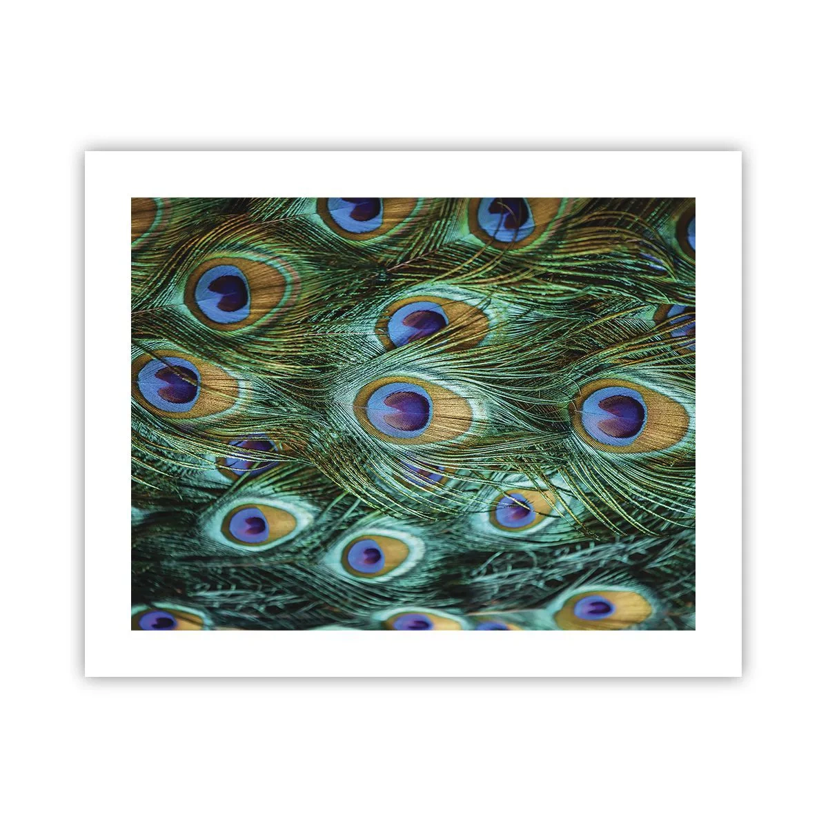 Affisch - Påfågels blick - 50x40 cm