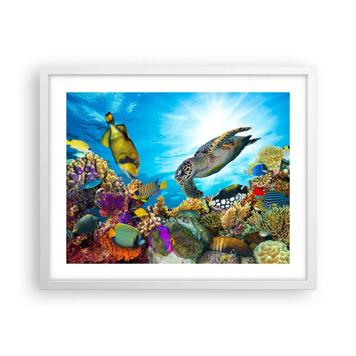 Affisch i vit ram - Korallpromenad - 50x40 cm