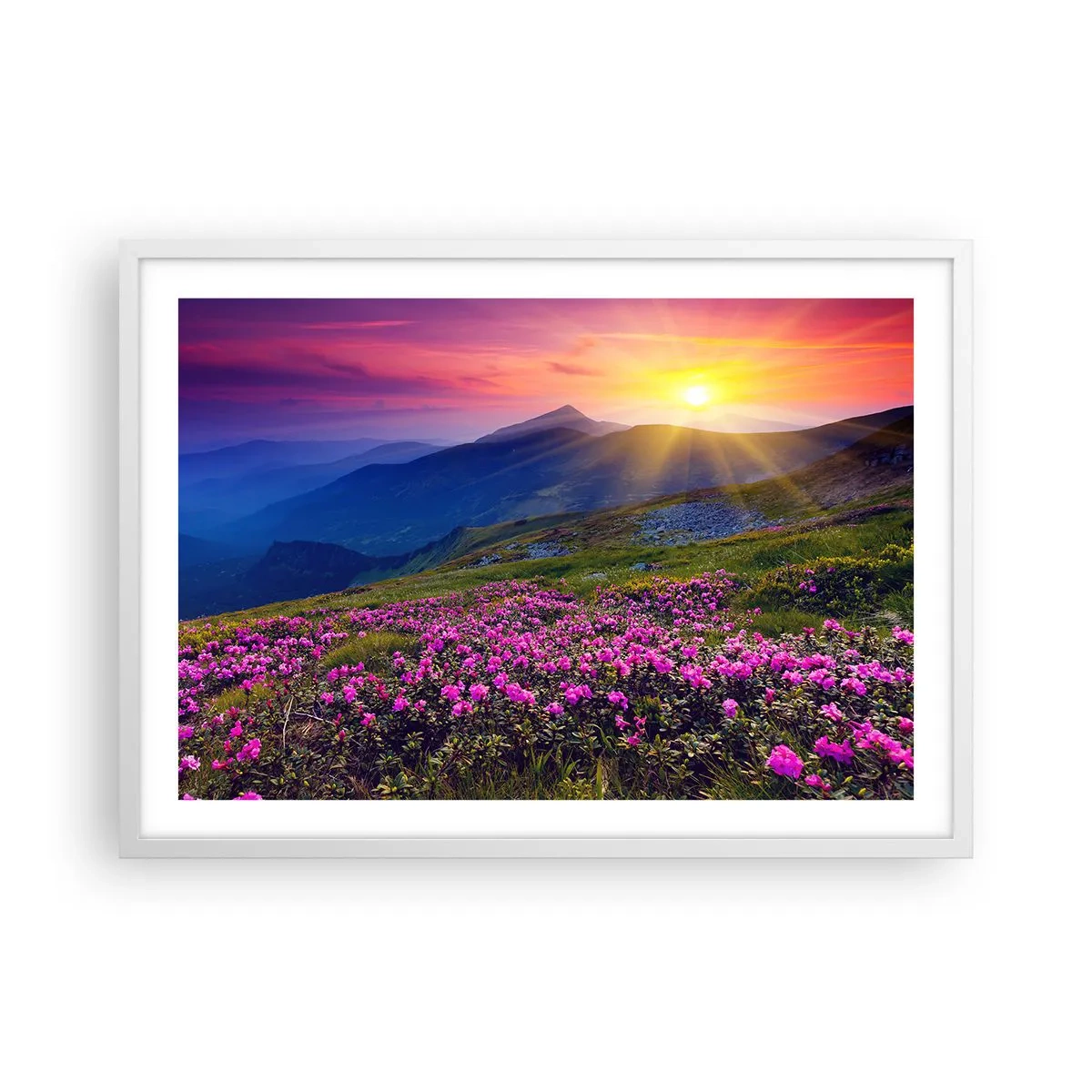 Affisch i vit ram - … Bergtallen doftar och örterna luktar runt omkring - 70x50 cm