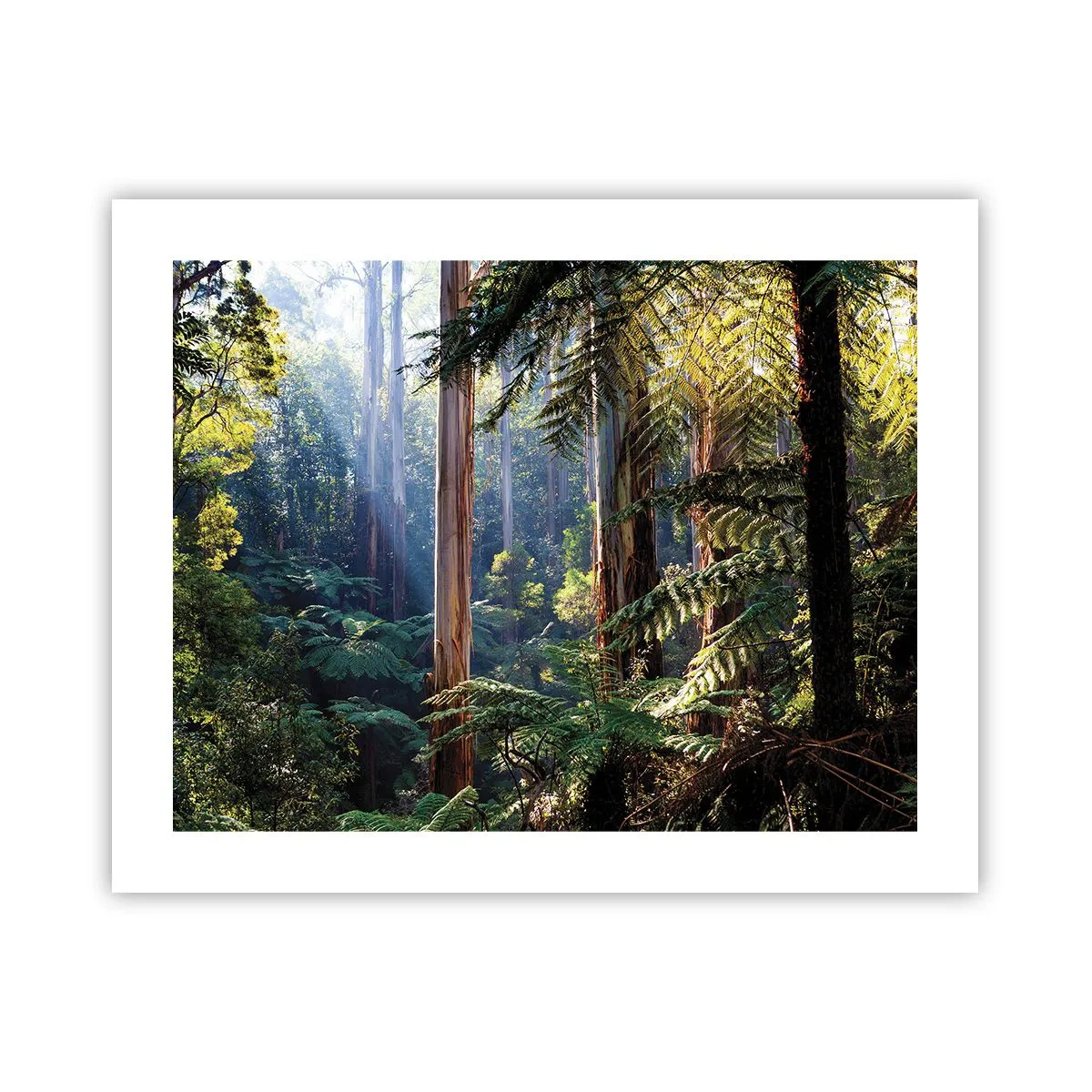 Affisch - Skogens saga - 50x40 cm