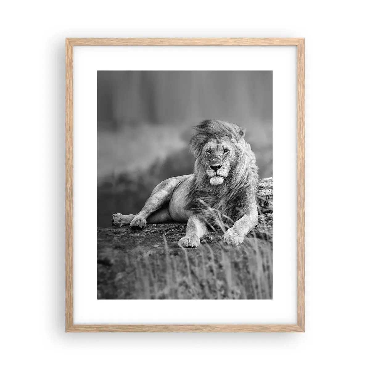 Affisch i ram av ljusek - Kunglig siesta - 40x50 cm