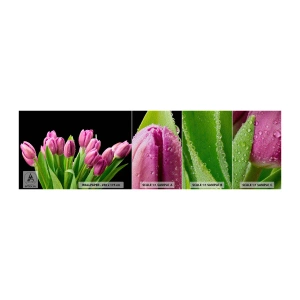 Provbit av fototapet Premium Sand - Vårens lila glädje - Blommor, Tulpaner, Blombukett - 100x30 cm