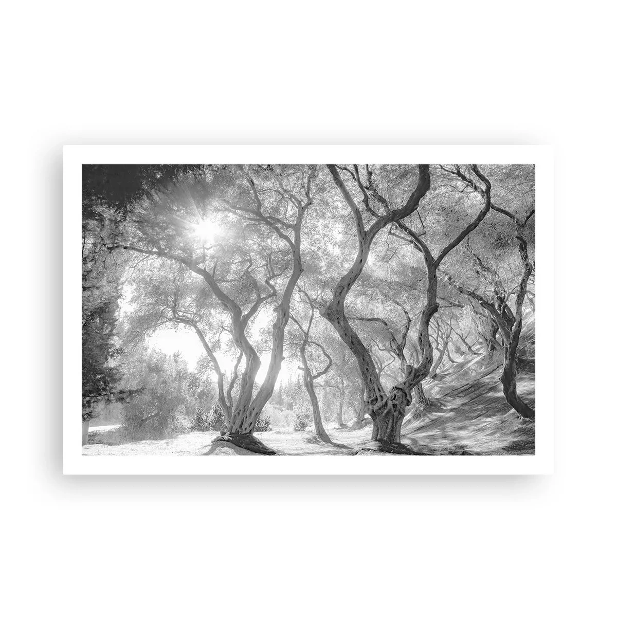 Affisch - I en olivlund - 91x61 cm