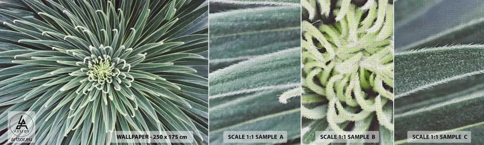 Provbit av fototapet Premium Canvas - Stjärna föds - Agave blomma, Agave, Blommor - 100x30 cm