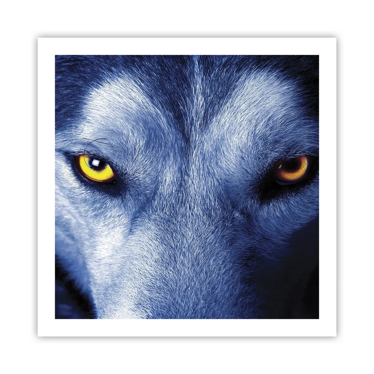 Affisch - Hypnotiserade titt - 60x60 cm