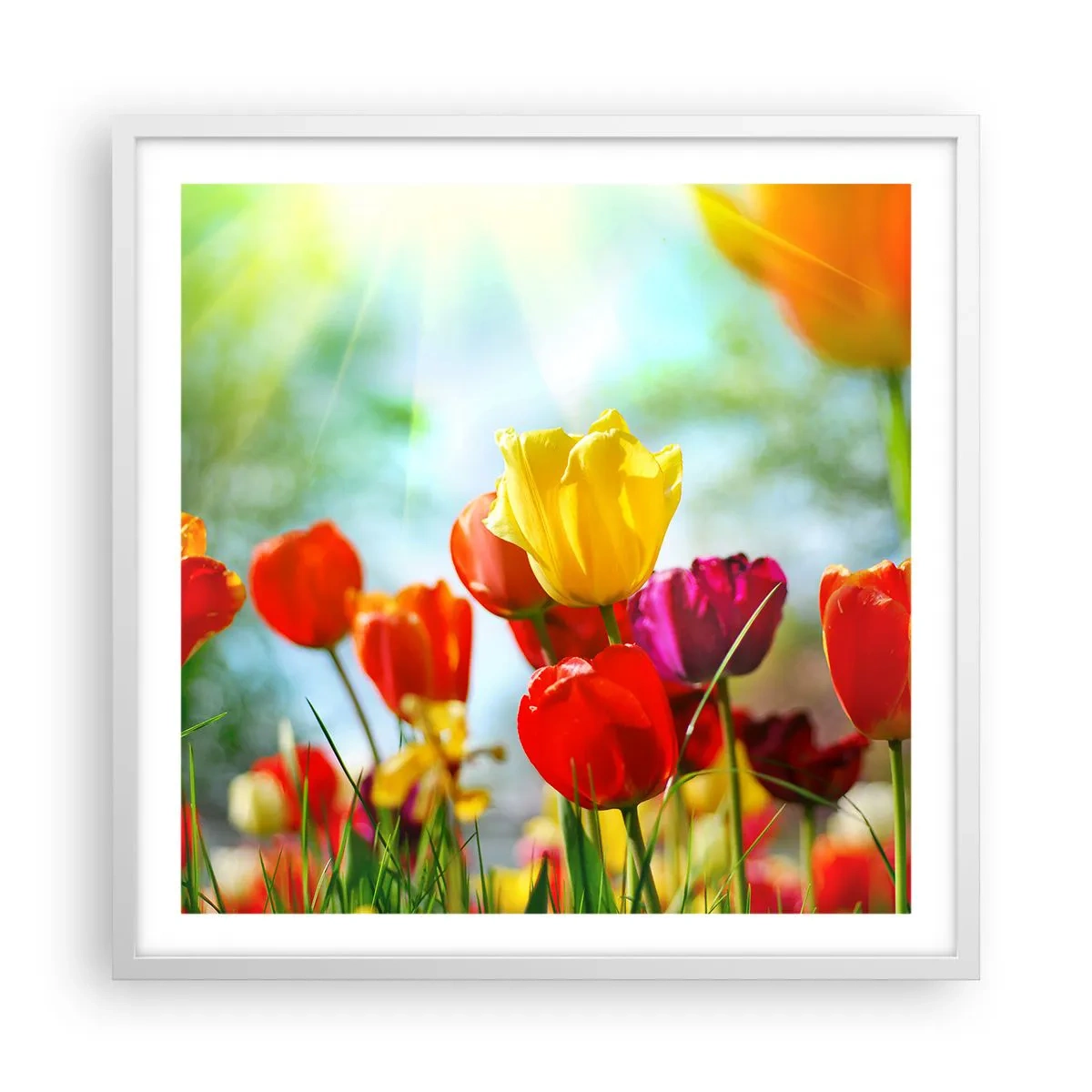 Affisch i vit ram - Solens alla färger - 60x60 cm