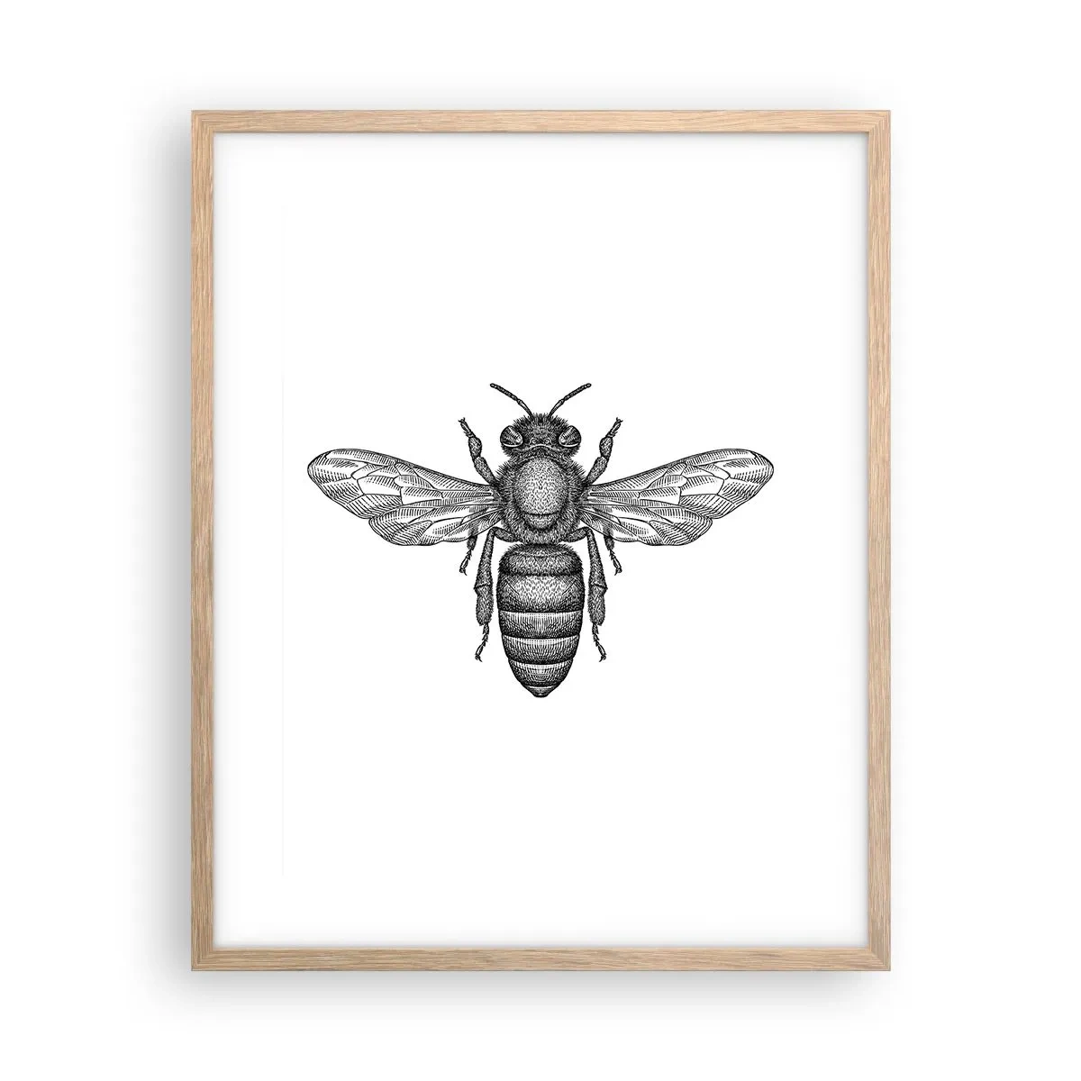 Affisch i ram av ljusek - Porträtt av en insekt - 40x50 cm