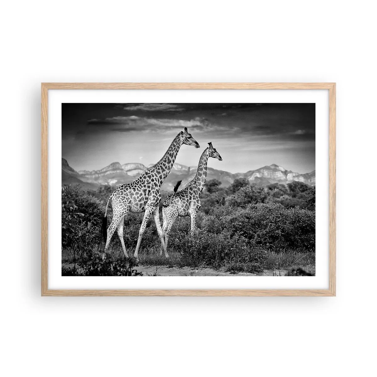 Affisch i ram av ljusek - Högre klasser i Afrika - 70x50 cm