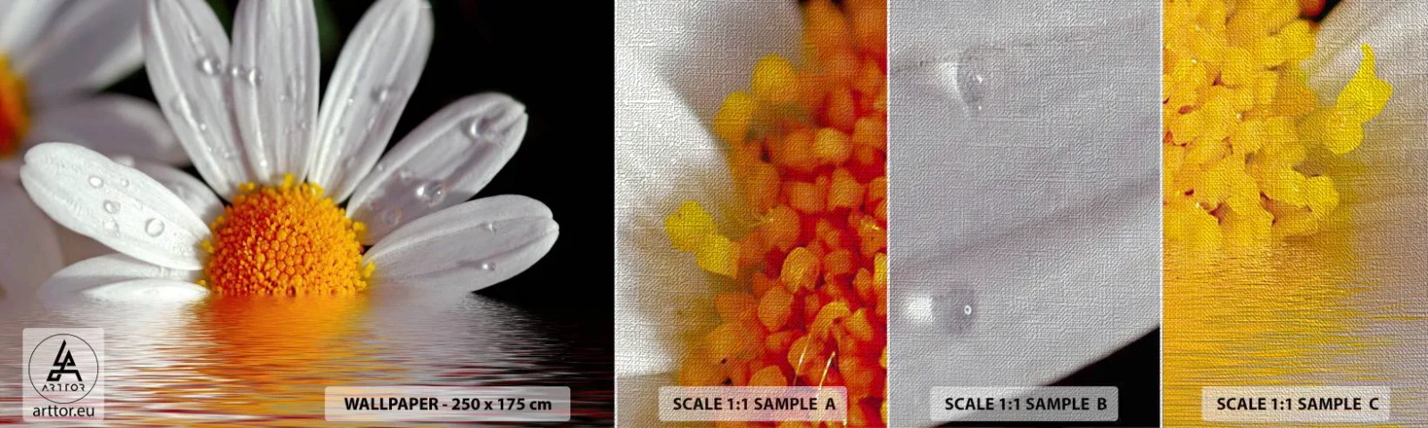 Provbit av fototapet Premium Canvas - Prästkrages uppstigande sol - Blomma, Kamomill, Natur - 100x30 cm