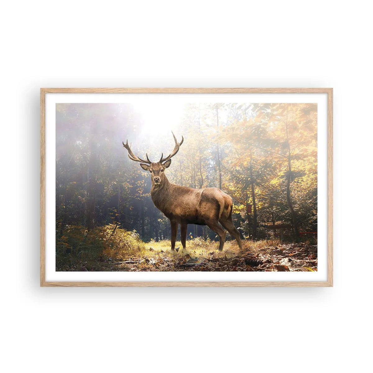 Affisch i ram av ljusek - I fullt majestät - 91x61 cm