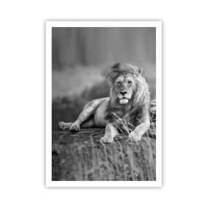 Affisch - Kunglig siesta - 70x100 cm