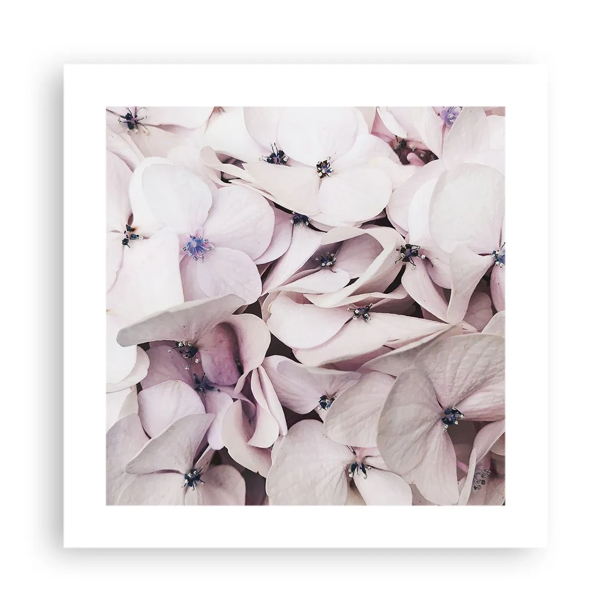 Affisch - I en flod av blommor - 40x40 cm