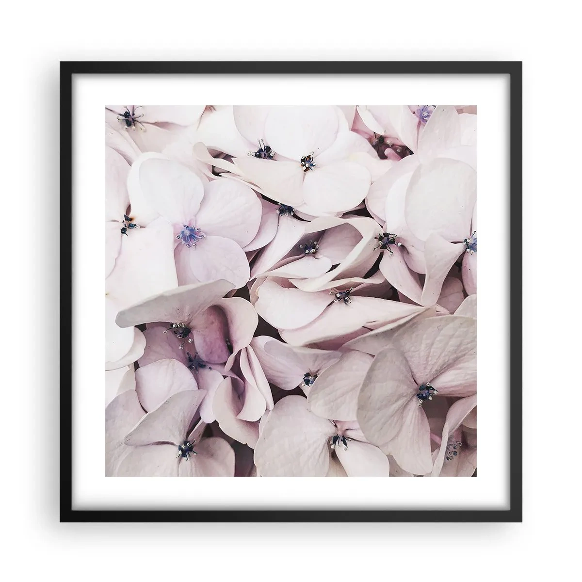 Affisch i svart ram - I en flod av blommor - 50x50 cm