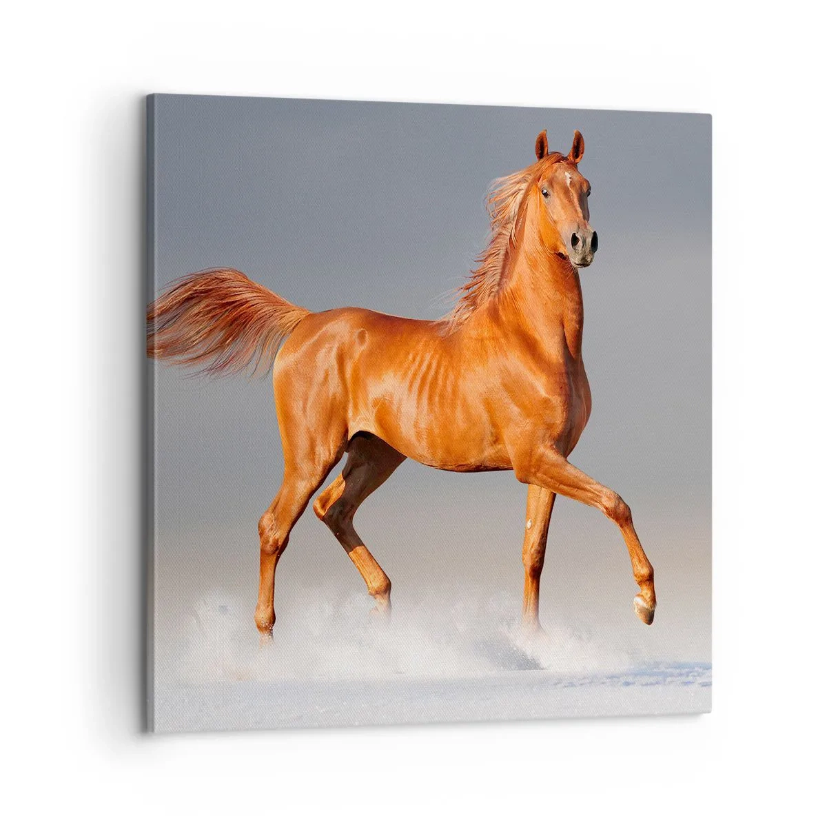 Canvastavla - Bild på duk - Dansande grace - 60x60 cm