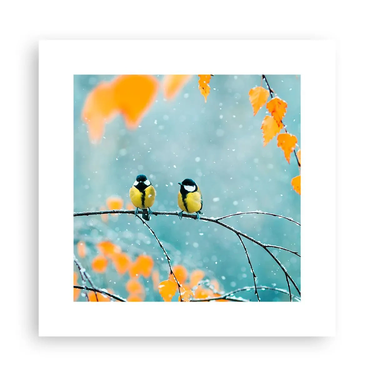 Affisch - Fåglarnas skvaller - 30x30 cm