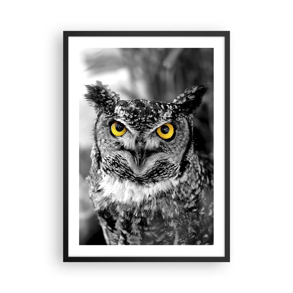 Affisch i svart ram - En uggla med gula ögon på en svartvit bakgrund - 50x70cm - Inget kommer undan - Modern väggdekoration för vardagsrum och sovrum ARTTOR