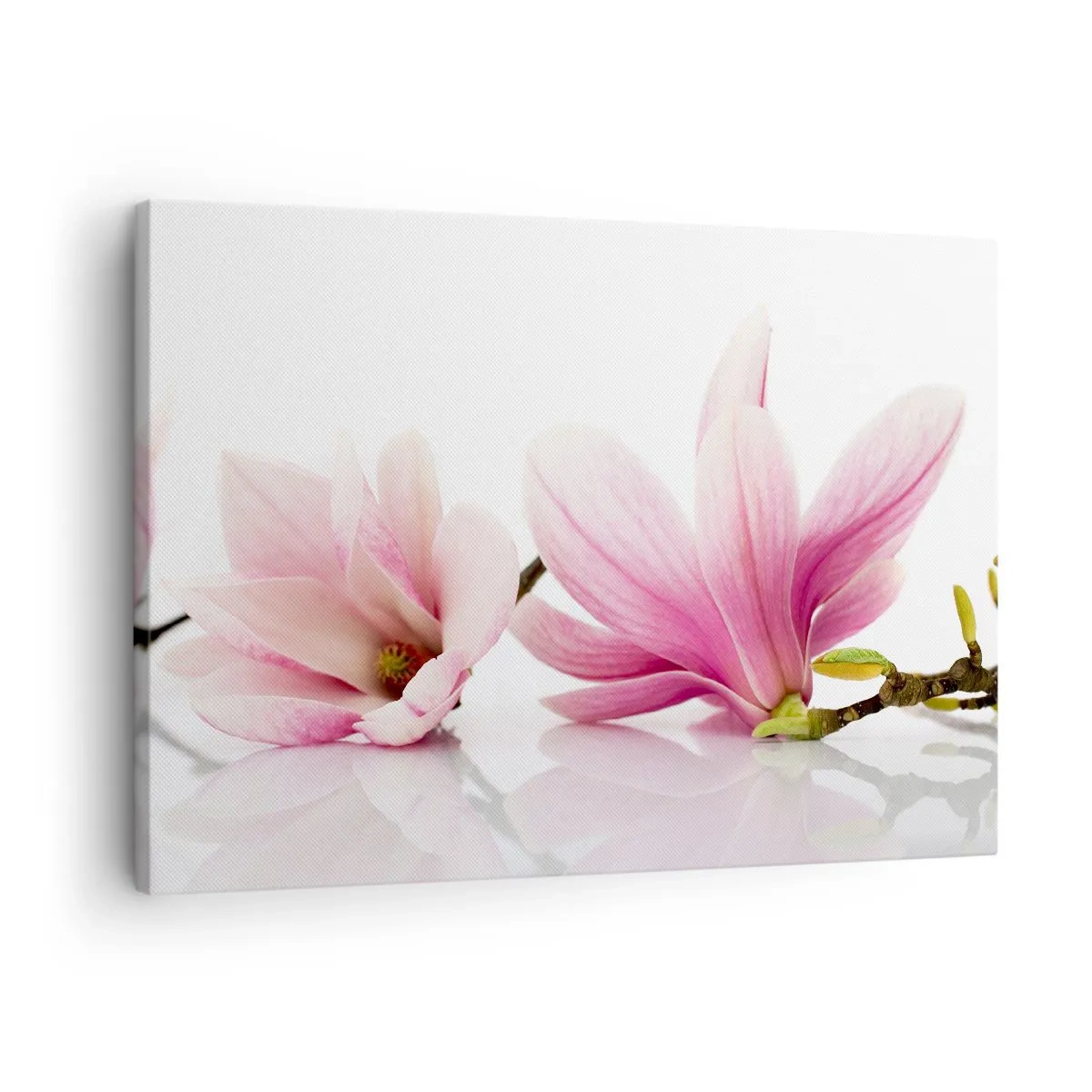 Canvastavla - Bild på duk - Fina rosa magnolior på vit bakgrund - 70x50cm - Lätta som vårkänslan - Modern väggdekoration för vardagsrum och sovrum ARTTOR