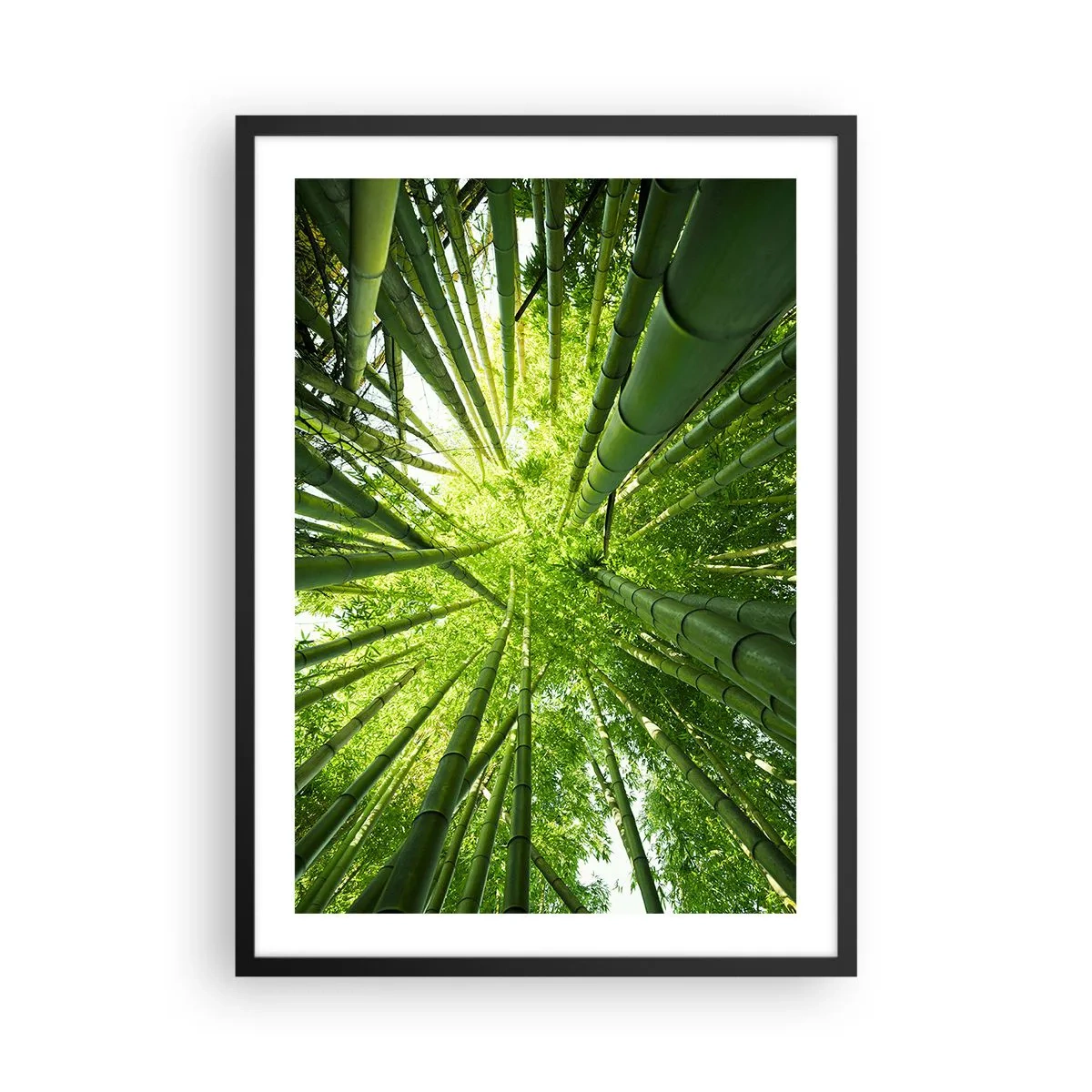 Affisch i svart ram - Utsikt upp i den täta bambuskogen - 50x70cm - I en bambushage - Modern väggdekoration för vardagsrum och sovrum ARTTOR