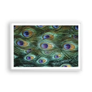 Affisch i vit ram - Påfågels blick - 91x61 cm