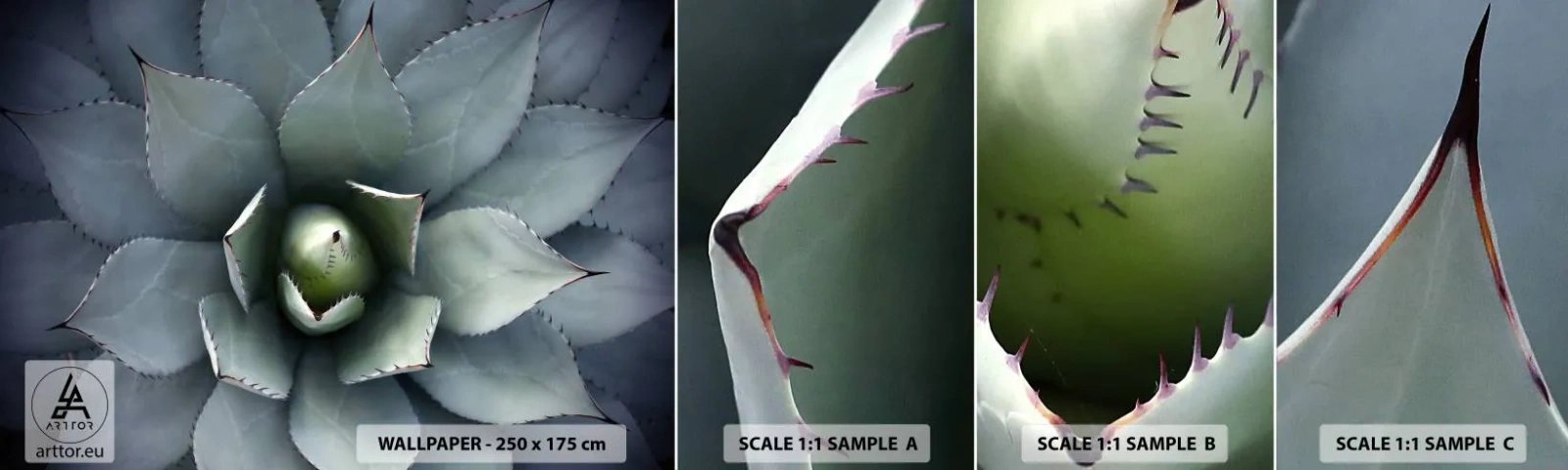 Provbit av självhäftande fototapet Deluxe Sticker - Lockar och varnar - Agave blomma, Agave, Exotism - 100x30 cm