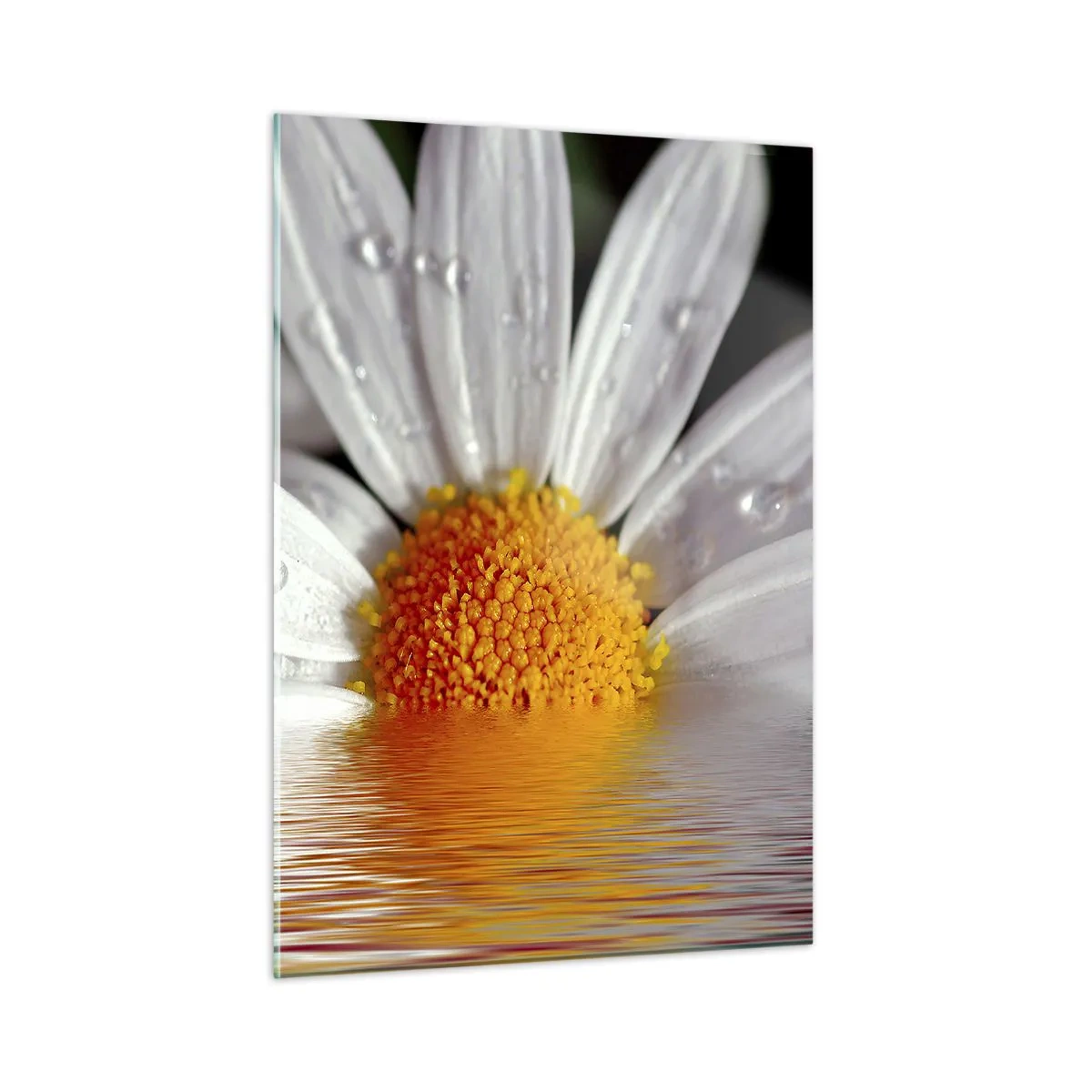 Glastavla - Bild på glas - Prästkrages uppstigande sol - 50x70 cm