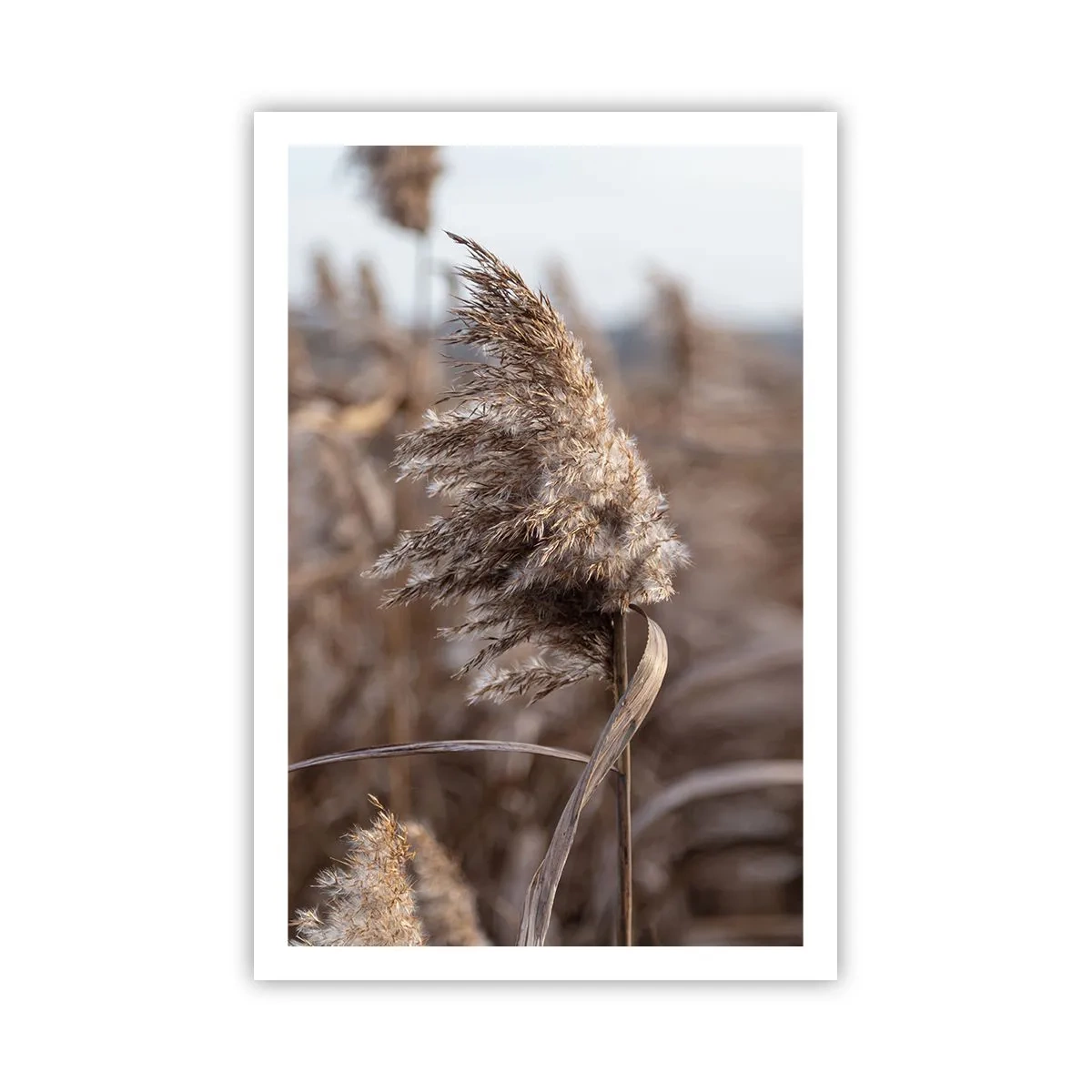 Affisch - Dags att flyga bort med vinden - 61x91 cm