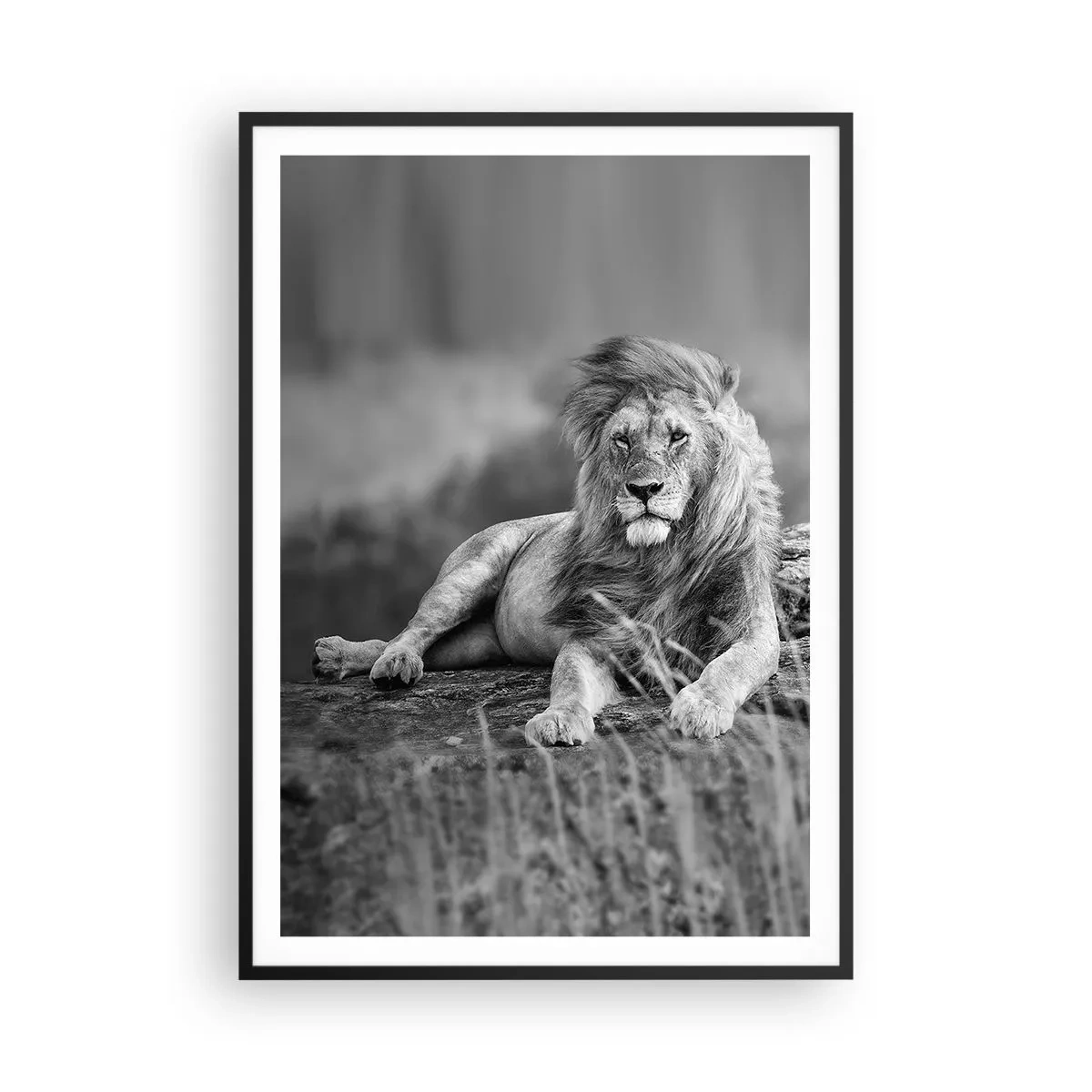 Affisch i svart ram - Kunglig siesta - 70x100 cm