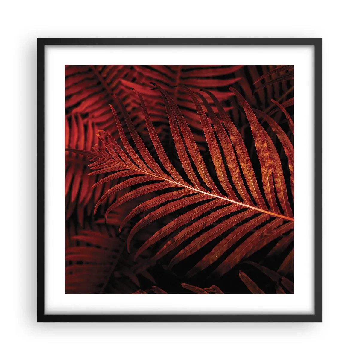 Affisch i svart ram - Livets glöd - 50x50 cm