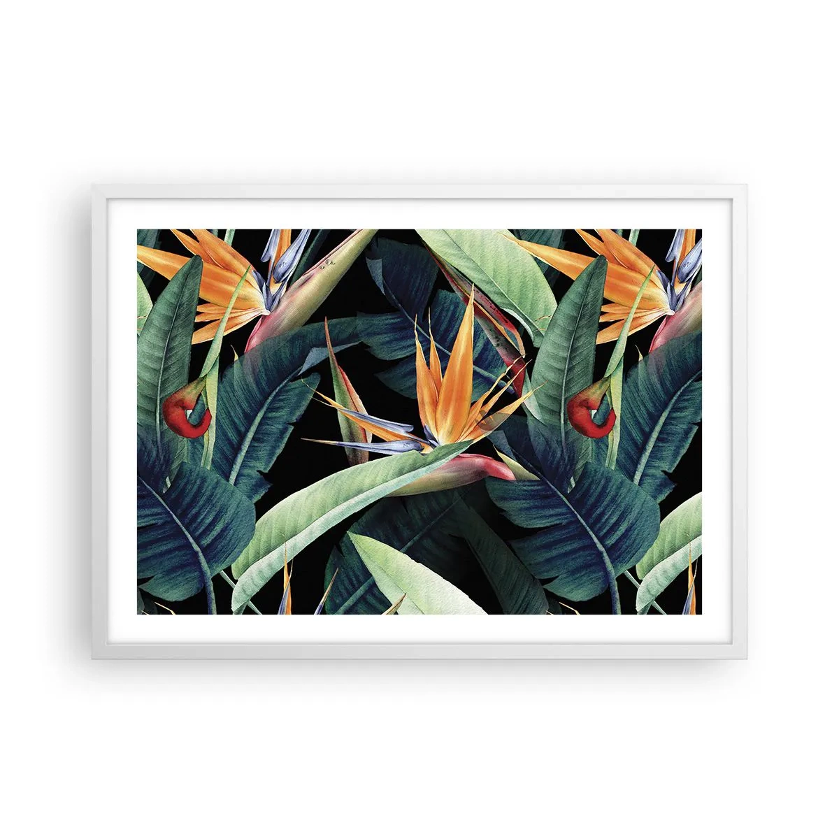 Affisch i vit ram - Tropikens brinnande blommor - 70x50 cm