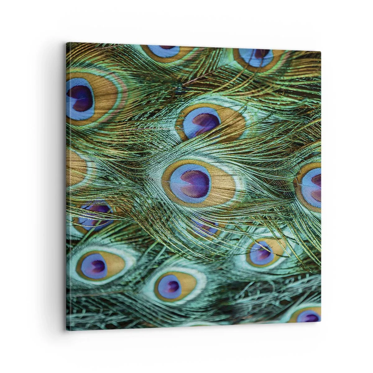 Canvastavla - Bild på duk - Påfågels blick - 60x60 cm